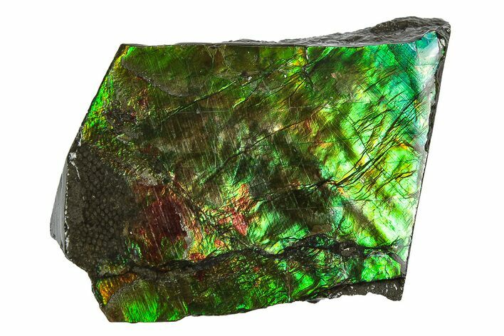 Iridescent Ammolite (Fossil Ammonite Shell) - Alberta #242998